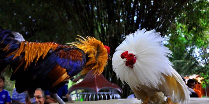 Khái niệm về các bồ gà Campuchia