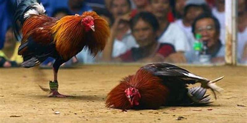 Sơ lược về bộ môn đá gà