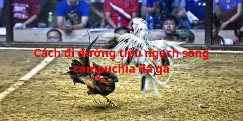 cach di duong tieu ngach sang campuchi da ga anh dai dien