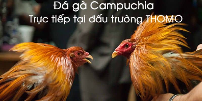 Đánh giá cách đi đường tiểu ngạch sang campuchia đá gà