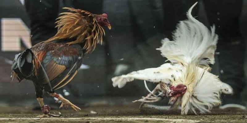 Hướng dẫn cách đi đường tiểu ngạch sang campuchia đá gà chi tiết nhất