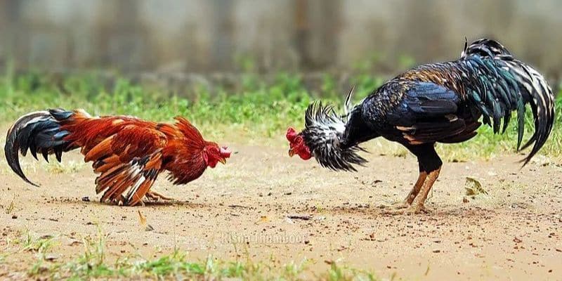 Lý do cần tìm hiểu cách đi đường tiểu ngạch sang campuchia đá gà