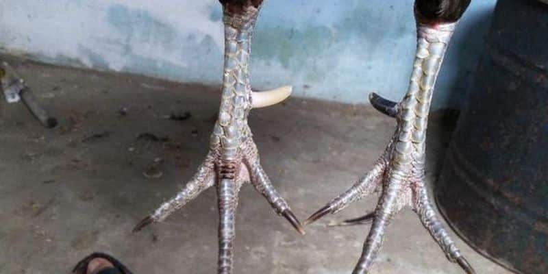 Cựa nhật nguyệt của chiến kê rất dễ dàng nhận biết 