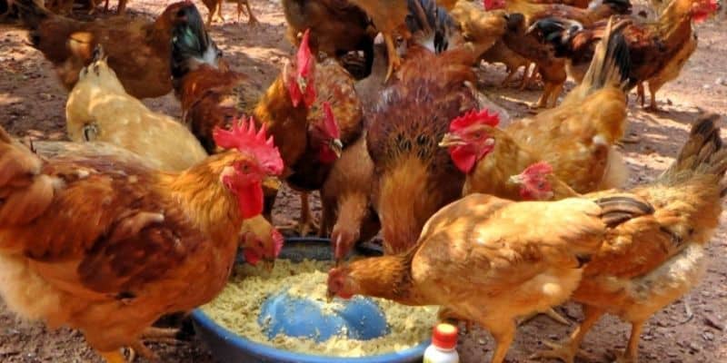 Bổ sung nguồn thực phẩm chính là thóc lúa cho kê chọi trước khi ra sân thi đấu