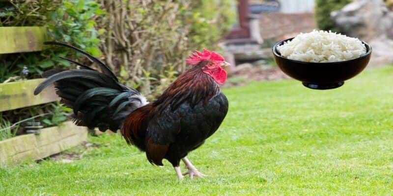 Cho gà chiến ăn gì trước mỗi trận đấu 3 đến 5 ngày? Bạn nên bổ sung nắm cơm nhỏ 