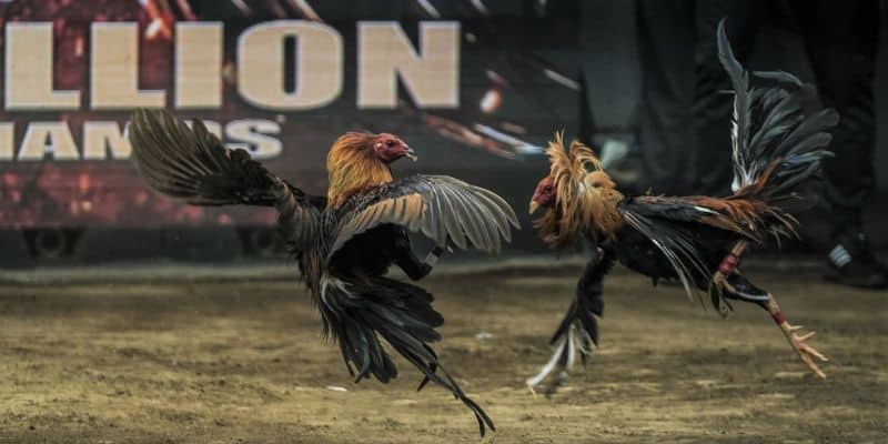 Các chiến kê Nhật với trí thông minh cao