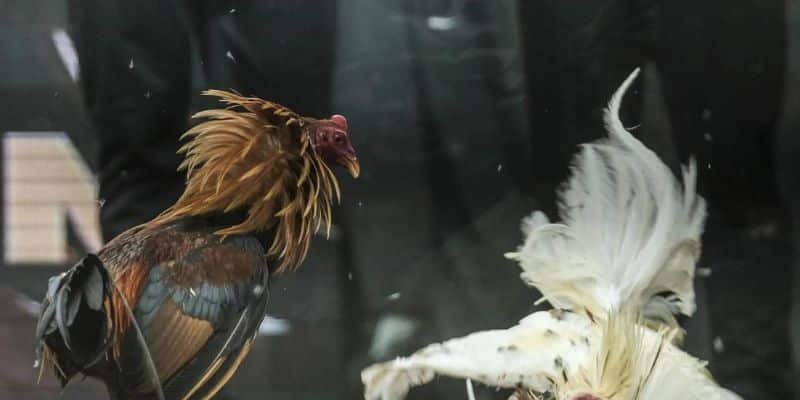 Dòng gà chiến Thái Lan mạnh mẽ