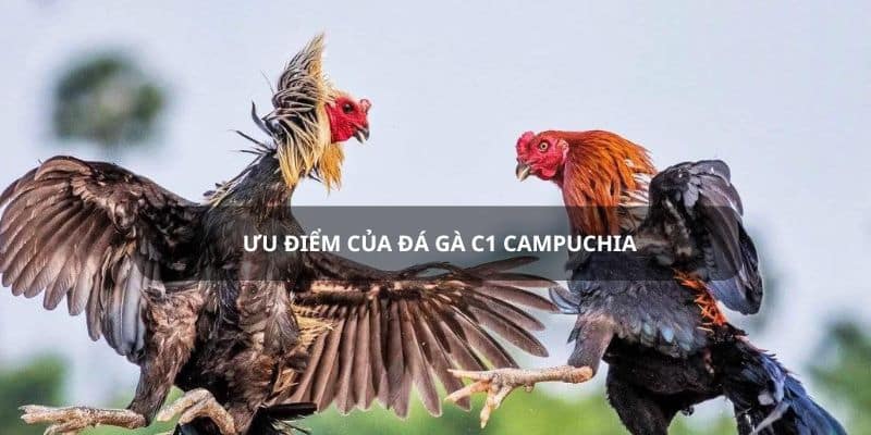 Ưu điểm khi tham gia đá gà tại BJ88