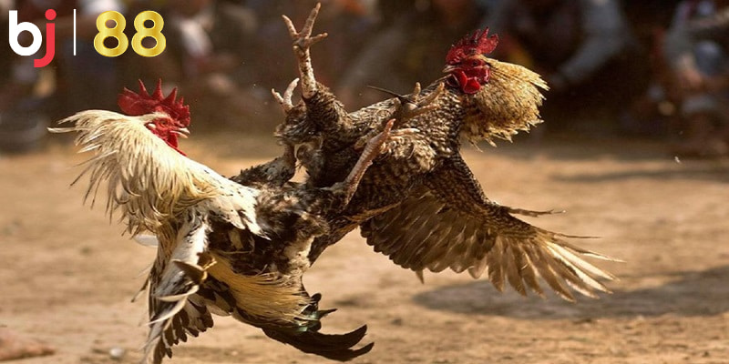 Thế nào là đá gà qua mạng? Thế nào là đá gà qua mạng?