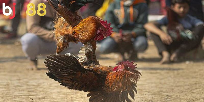 Nắm chắc luật tham gia đá gà trực tuyến luôn thắng 