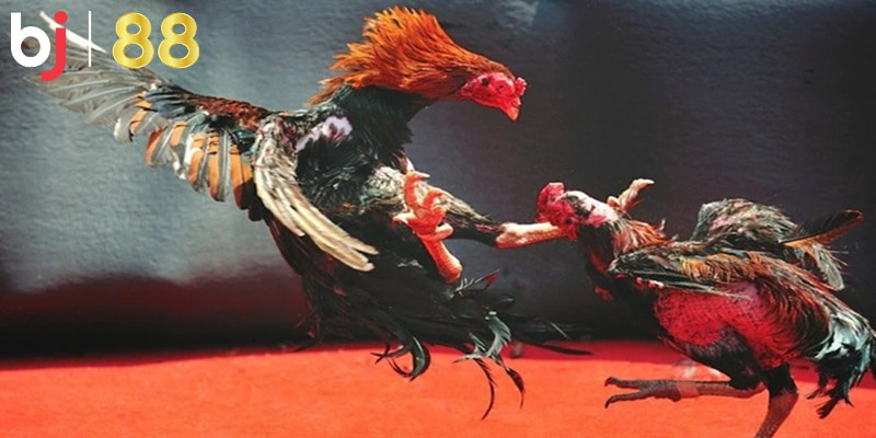 Các cách đá gà qua mạng luôn thắng cho tân thủ Các cách đá gà qua mạng luôn thắng cho tân thủ