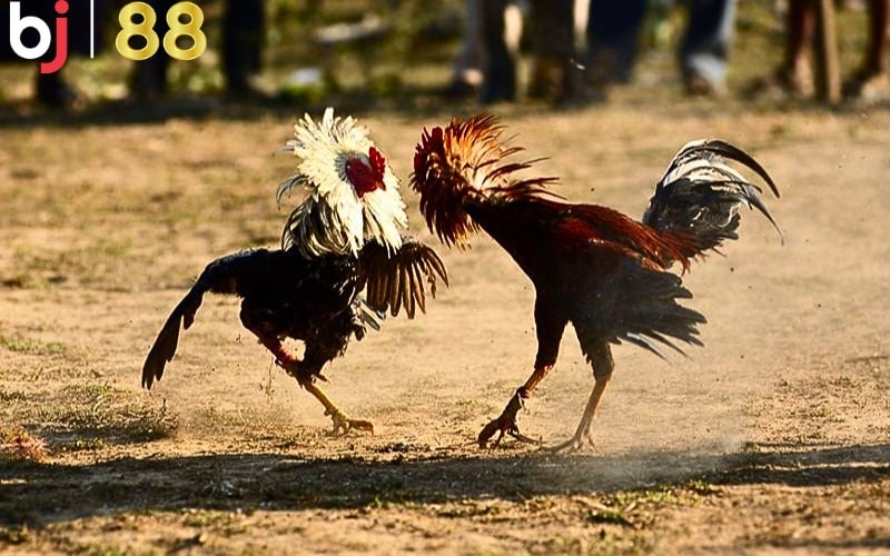 Các trận đấu được phát sóng với chất lượng cao và tổ chức chuyên nghiệp