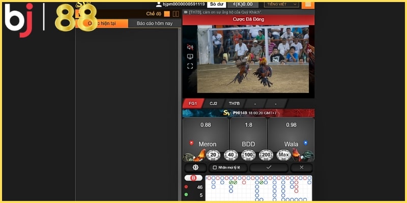 Cược vào trận đấu đá gà tre hấp dẫn trên sảnh chơi