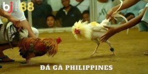 Truyền thống văn hóa đá gà - Lan tỏa giá trị