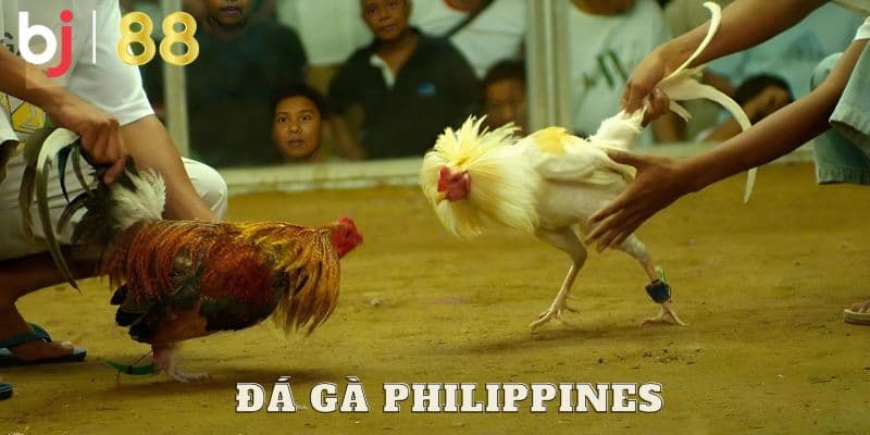 Truyền thống văn hóa đá gà - Lan tỏa giá trị