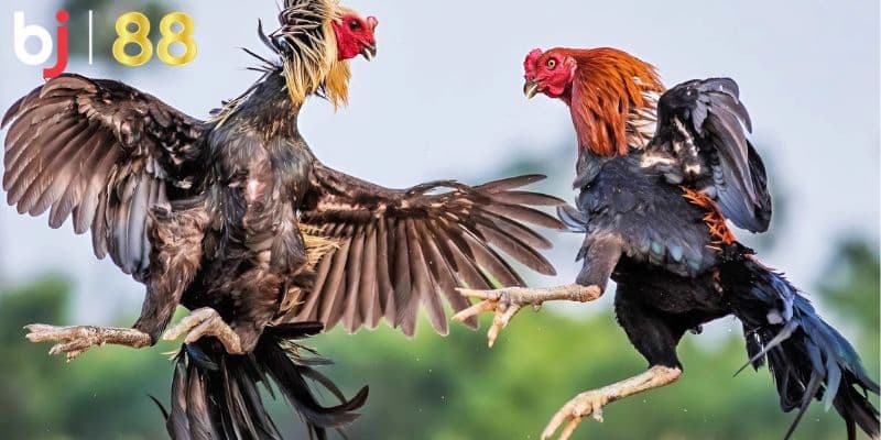 Gà Asil với khả năng chiến đấu đỉnh cao