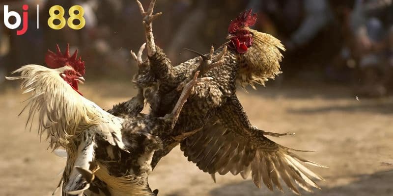 Kinh nghiệm thắng lớn với đá gà Philippines