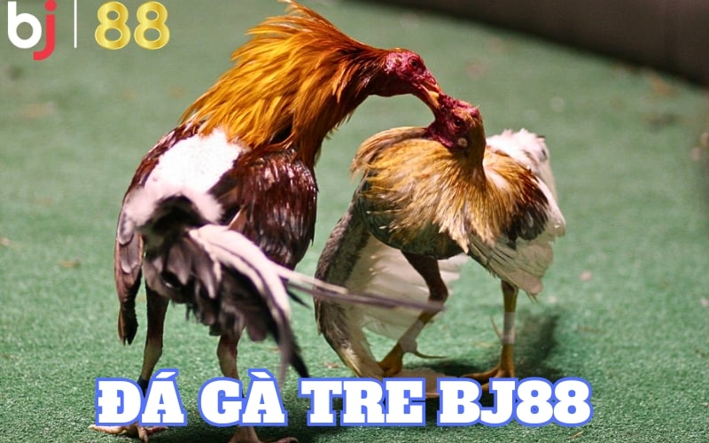 Giới thiệu đá gà tre tại BJ88