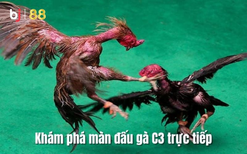 Hãy nhanh chân đến với đá gà trực tiếp c3