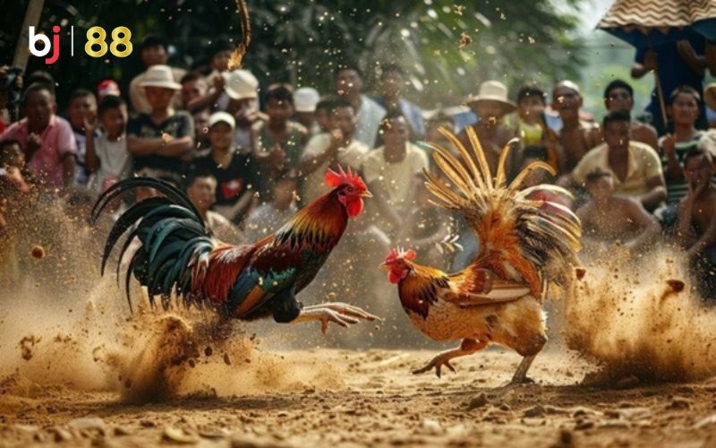 Bí quyết bất bại tại đá gà trực tiếp c3 