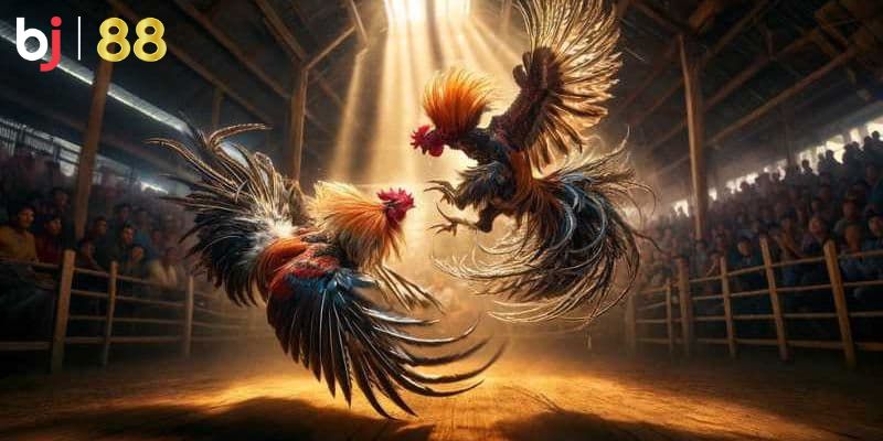 Các hình thức đá gà trực tuyến hấp dẫn