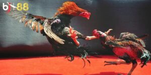 Đá gà trực tuyến là gì