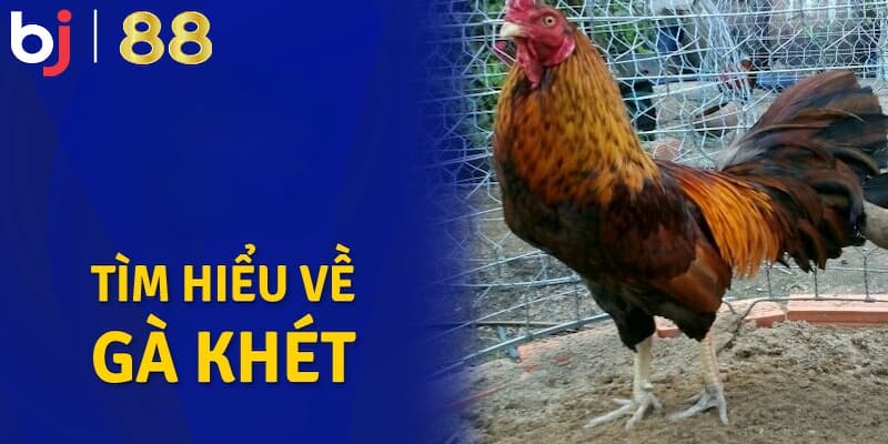 Giới thiệu vài nét về gà khét