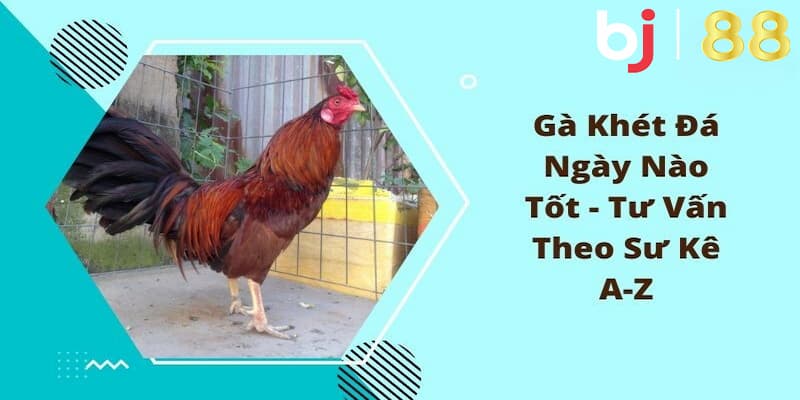 Lý do nên tìm hiểu gà khét đá ngày nào?