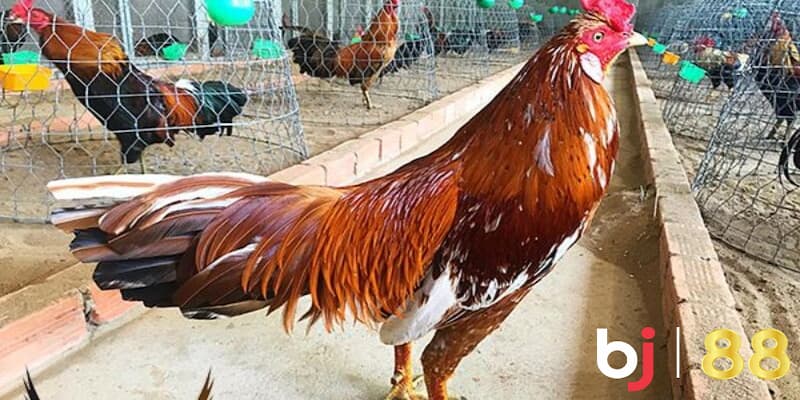 Cùng BJ88 dự đoán gà khét đá ngày nào dễ thắng