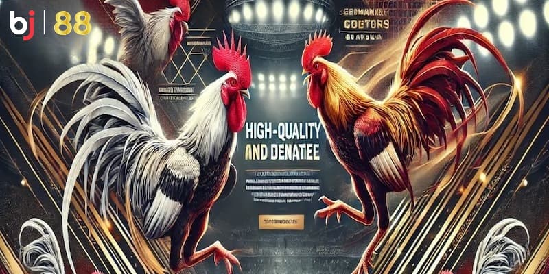 kèo đá gà trực tiếp