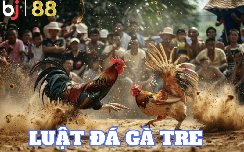 Luật đá gà tre được quy định rõ ràng và cụ thể trên hệ thống