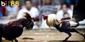 Nguyên tắc cần nhớ khi tham gia đá gà cựa sắt trực tiếp