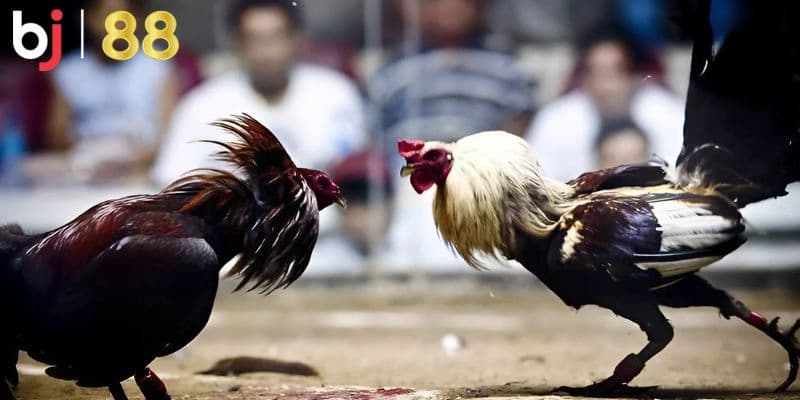 Nguyên tắc cần nhớ khi tham gia đá gà cựa sắt trực tiếp