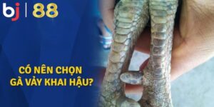 Sức mạnh thật sự của gà có vảy khai hậu