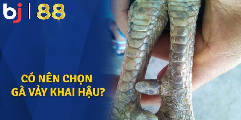 Sức mạnh thật sự của gà có vảy khai hậu
