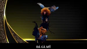 Đá gà mỹ
